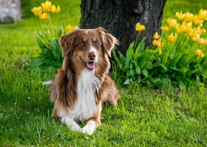 Villa Luxury In France With Private Pool *